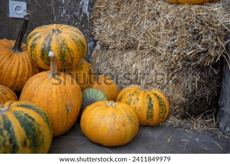 newly harvested pumpkins which Native to central Asia