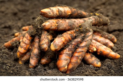 Newly Harvested Turmeric On Farm Ground