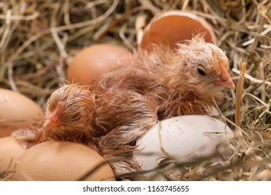 Newly hatched baby chicken drying and resting in the nest among the other aggs and shells - closeup