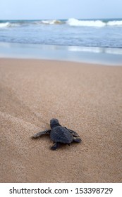 Newly hatched baby Loggerhead  turtle toward the ocean  - Shutterstock ID 153398729