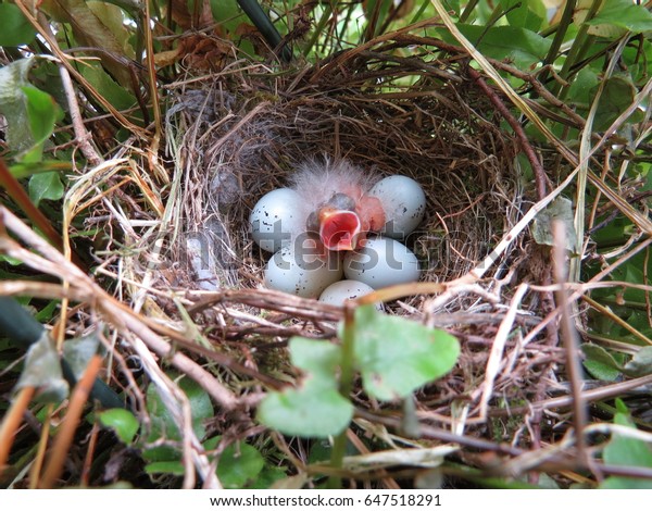 Newly Hatched Baby Purple House Finch Stock Photo Edit Now