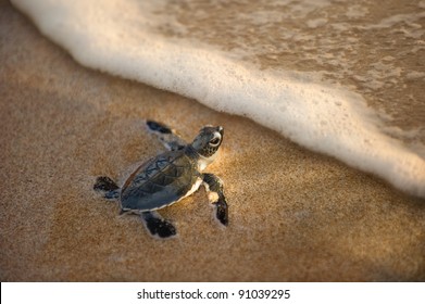 newly hatched baby turtle toward the ocean