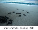 Newly hatched baby turtles come out of their nests and then walk towards the sea on the beach of Simeleu Regency, Aceh Province, 27 December 2021