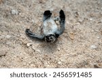 Newly hatched baby turtles come out of their nests and then walk towards the sea on the beach of Simeleu Regency, Aceh Province, 27 December 2021