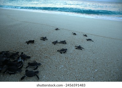 Newly hatched baby turtles come out of their nests and then walk towards the sea on the beach of Simeleu Regency, Aceh Province, 27 December 2021