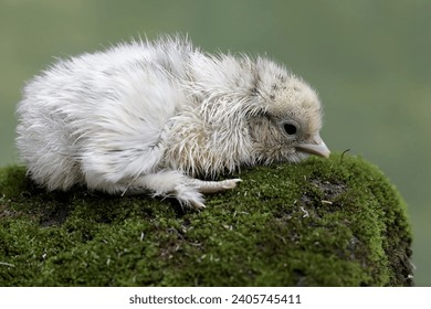 Newly hatched chick is looking for food in the soil overgrown with moss. This animal has the scientific name Gallus gallus domesticus.