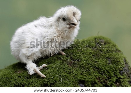 A newly hatched chick is looking for food in the soil overgrown with moss. This animal has the scientific name Gallus gallus domesticus.