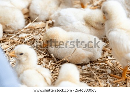 Newly hatched chicks in a case