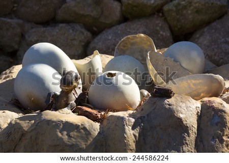 Newly hatched dinosaur eggs
