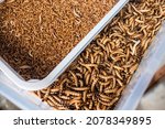 Newly hatched mini sized and large mealworms for sale for smaller fish feed at a pet store.