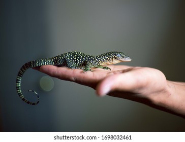 Baby Monitor Lizard High Res Stock Images Shutterstock