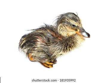 Newly hatched still wet duckling isolated on white