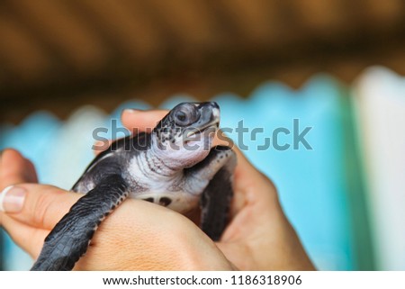 Newly hatched turtle