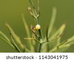 Newly laid Black Swallowtail butterfly egg on a Dill weed stem