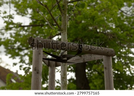 A newly planted deciduous tree held upright by a wooden stake support system with straps and braces. The scene shows weathered timber posts and a horizontal