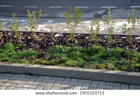newly planted hedge seedlings privet shrub evergreen in winter. long strip of flowerbed with lawn at the curb on the street. when they grow up they will separate the traffic of the road kerbs