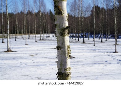 Newly Planted Silver Birch Trees In A Snowy Cemetery. Skogskyrkogården, Stockholm
