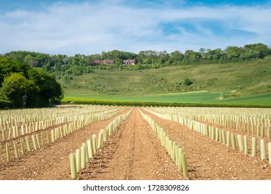 A Newly Planted Vineyard With Plastic Protection On Each Vine, Kent, UK