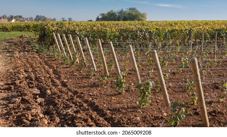 Newly Planted Vineyards In The Cote De Beaune