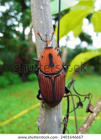 A newly-molted red palm weevil (Rhynchophorus ferrugineus) stays on the stem in the rural area of southern Taiwan.