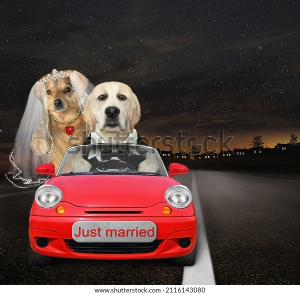 Newlywed dogs are driving a red car with just\
married sign at night.