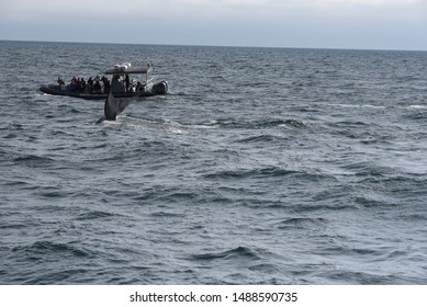 Newport Beach CA/USA. 04/27/2019 Whale Watching Boat