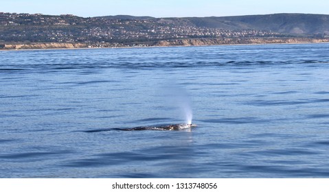 Newport Beach Whale Watching