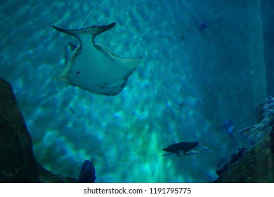 NEWPORT, OREGON - MAY 22, 2018 - Large Halibut Swimming In Huge Tank In  Newport, Oregon