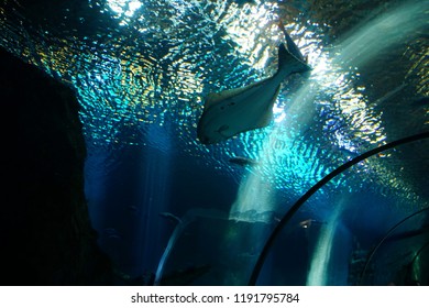 NEWPORT, OREGON - MAY 22, 2018 - Large Halibut Swimming In Huge Tank In  Newport, Oregon