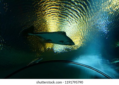 NEWPORT, OREGON - MAY 22, 2018 - Large Halibut Swimming In Huge Tank In  Newport, Oregon