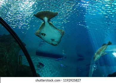 NEWPORT, OREGON - MAY 22, 2018 - Large Halibut Swimming In Huge Tank In  Newport, Oregon