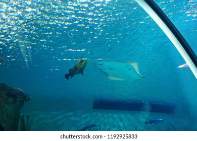 NEWPORT, OREGON - MAY 22, 2018 - Large Halibut Swimming In Huge Tank In  Newport, Oregon