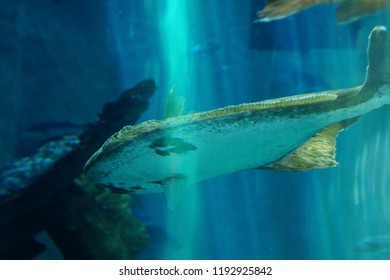 NEWPORT, OREGON - MAY 22, 2018 - Large Halibut Swimming In Huge Tank In  Newport, Oregon