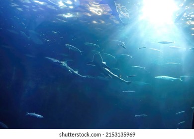 NEWPORT, OREGON - NOV 19, 2019  - Leopard shark swimming among school of anchovies in huge tank in  Newport, Oregon