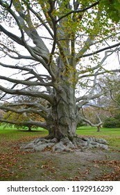 Newport Rhode Island Tree