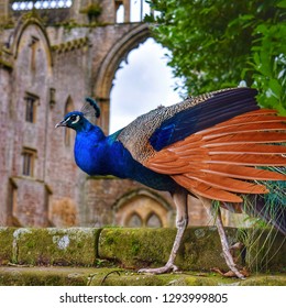 newstead abbey peacock 