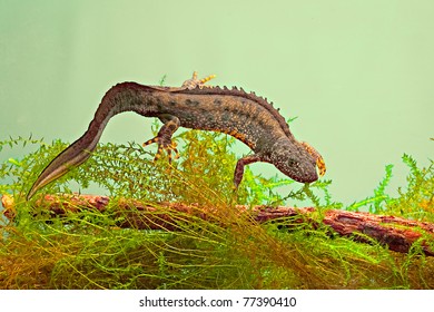 236 Great crested newt Images, Stock Photos & Vectors | Shutterstock