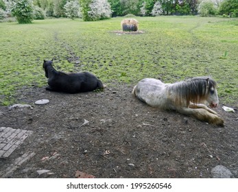 NEWTON Le WILLOWS. MERSEYSIDE. ENGLAND. 05-27-21.
Donkeys Resting In A Field.