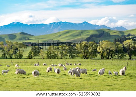 NewZealand Landscape on the way to Christchurch ,many sheep are eating glass and the scene is very beautiful of mountain background. This is summer time. There is a bit of snow on the top of mountain.