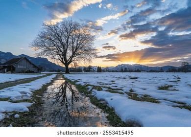 Next to a barn stands a single tree, which is reflected in a puddle. sunset afterglow over dirt road with water, the weather is cloudy, snowy. the linden tree is dominant and towers over the hut - Powered by Shutterstock