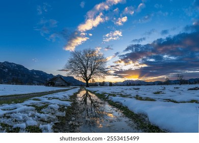 Next to a barn stands a single tree, which is reflected in a puddle. sunset afterglow over dirt road with water, the weather is cloudy, snowy. the linden tree is dominant and towers over the hut - Powered by Shutterstock