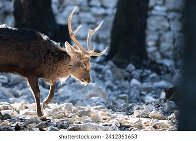 next to a majestic, sunlit stag advancing over rocky ground with its front paw raised - Powered by Shutterstock