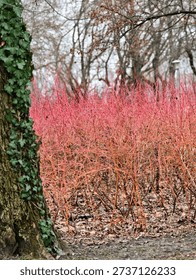 Next to the tree trunk, the red branches of a shrub (Midwinter Fire) are striking in winter
