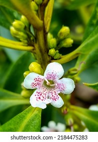 Ngaio Plant In New Zealand