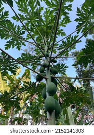 Ngawi, Indonesia, May 3 2022. Unripe Papaya Can Help With Constipation Because It Contains The Enzyme Papain.