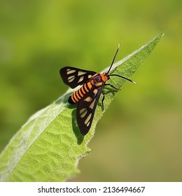 Ngengat Tawon  Or Tiger Moth. Has The Scientific Name Amata Huebneri. The Color Is Black With Yellow Or Orange Bands. It Is Perched On The Leaves Of A Grass Plant.