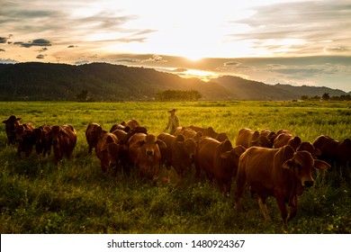 Nghe An, Viet Nam - June 12, 2019:  Farmer with his cows in the 
field at sunset - Shutterstock ID 1480924367