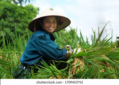 Nghe An, Viet Nam - May 13, 2017: Portrait of happy Vietnamese farmer with paddy rice grain during harvesting.
