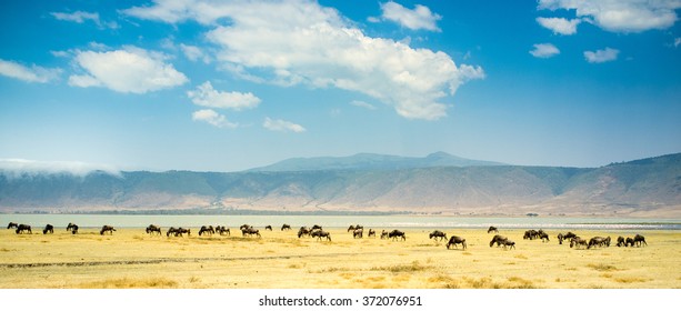 Ngorongoro Crater. Safari Vist To Tanzania.