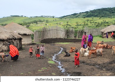 Ngorongoro-Tanzania/March 2016: view of masai village where woman milking the goat, kids and men watching the livestock with classic drainage system passing through.